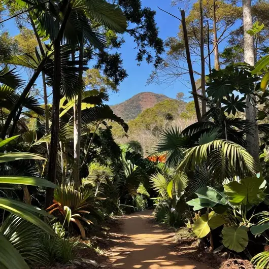 Descubra a Floresta Nacional de Brasília: Natureza e Aventura Descubra a Floresta Nacional de Brasília: Natureza e Aventura