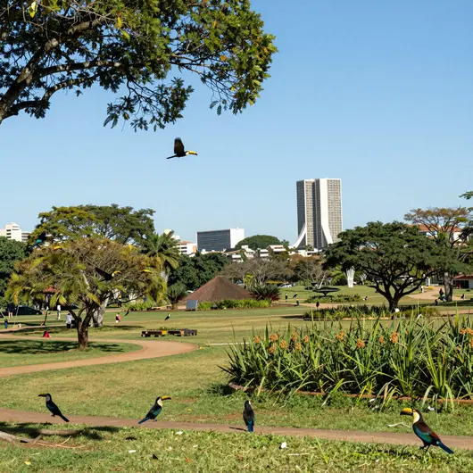 Descubra a Riqueza da Observação de Aves em Brasília Descubra a Riqueza da Observação de Aves em Brasília
