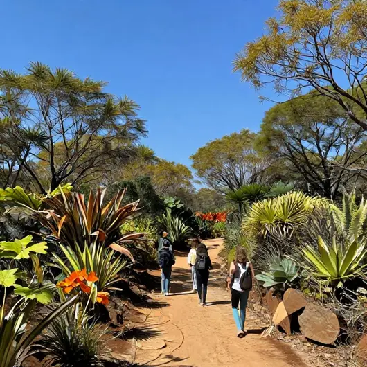 Explorando as Trilhas do Cerrado em Brasília Explorando as Trilhas do Cerrado em Brasília